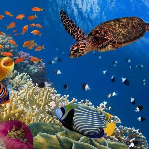 Excursions from Marsa Alam list