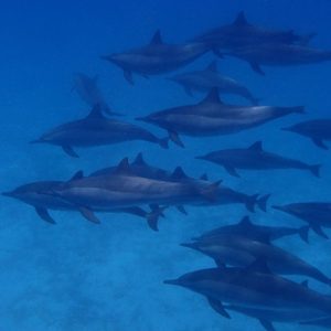 excursion from Marsa Alam. Sataya Reef