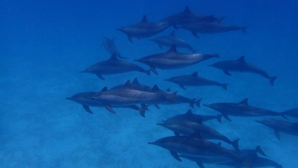 excursion from Marsa Alam. Sataya Reef