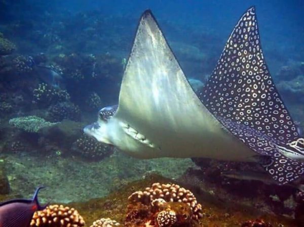 Sharm el Luli bay, Marsa Alam