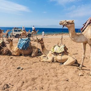 Dahab discovery camel ride