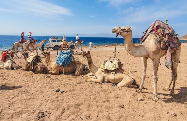 Dahab discovery camel ride