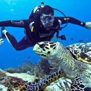 diving in saharm el sheikh with turtle