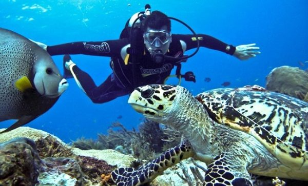 diving in saharm el sheikh with turtle