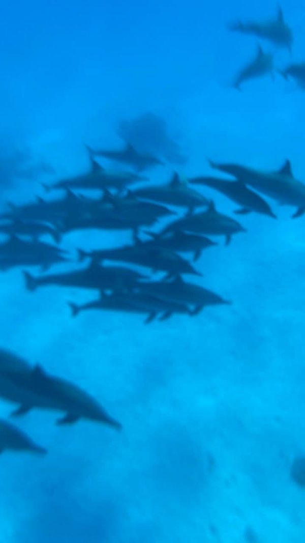 dolphins on sataya