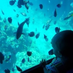 excursion Bathyscaphe in Hurghada