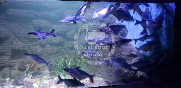 Grand aquarium in Hurghada excursion 1st tour Guide