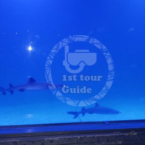 Grand aquarium in Hurghada excursion 1st tour Guide