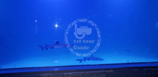 Grand aquarium in Hurghada excursion 1st tour Guide