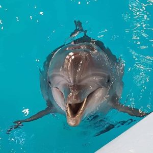 excursion tour to dolphinarium in Hurghada