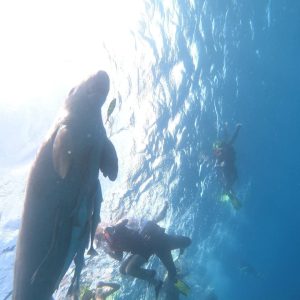 dugon at marsa mubarak