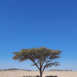 lonely tree in the cairo desert