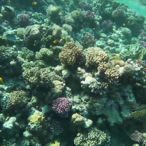 Sharm el naga Corals 1stTourGuide