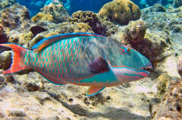 Parrot fish