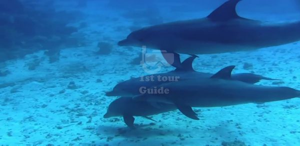 Diving in Marsa Alam Egypt