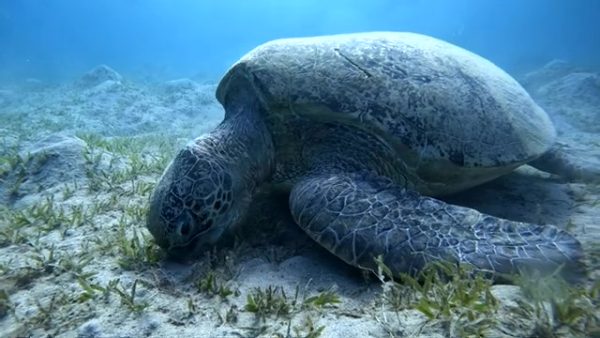 Dive with turtles in Safaga